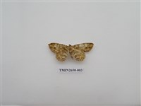 藏品(尺蛾179)的圖片